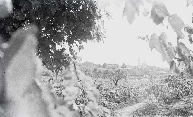 Vistes del Monestir des d'unes vinyes.