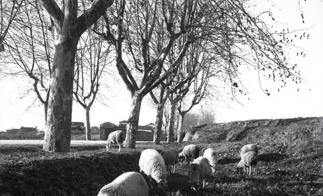 Un ramat d'ovelles pastant prop d'un camí.