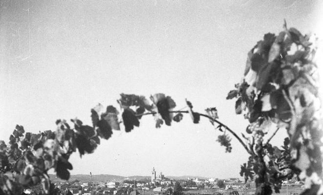 Vistes de Sant Cugat des d'un camp de vinyes a Coll Fava. La vinya i el vi, amb el monestir al fons des dunes vinyes de Coll Favà.
