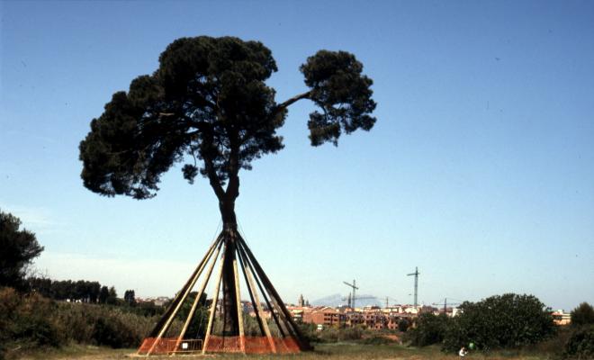 Pi d'en Xandri.