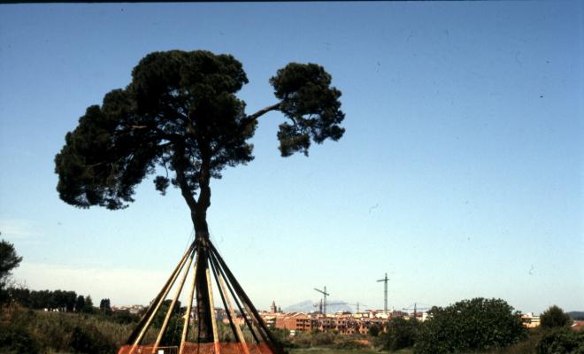 Pi d'en Xandri.