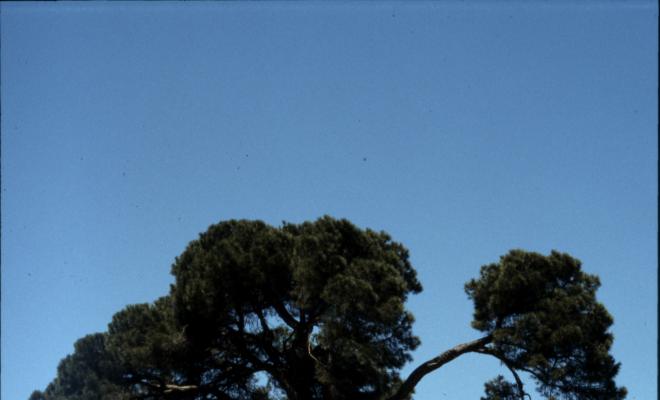 Pi d'en Xandri.