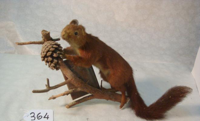 0364-Esquirol dissecat