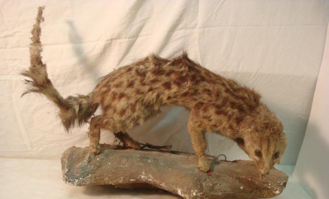 0580-Animal dissecat - geneta