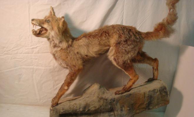 0581-Animal dissecat - guilla