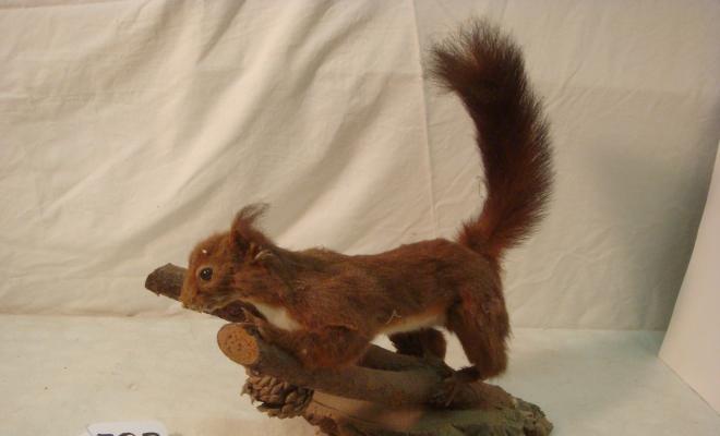 0582-Animal dissecat - esquirol
