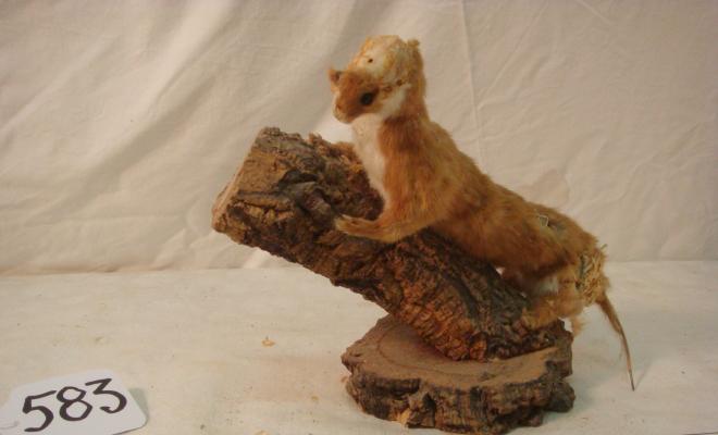 0583-Animal dissecat - mustela