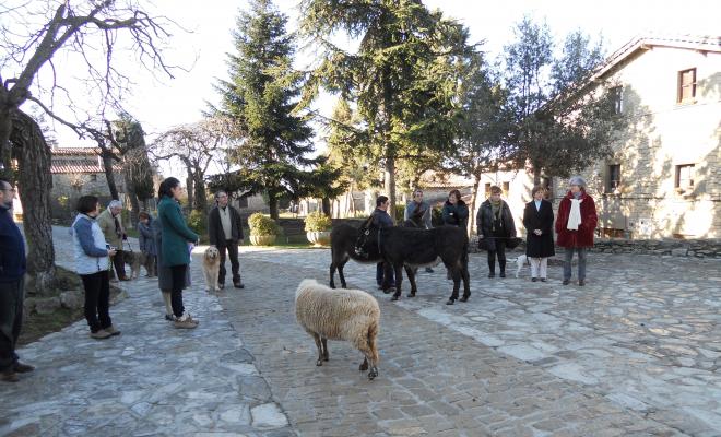 Els animals a la plaça