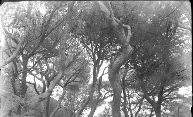 Bosc