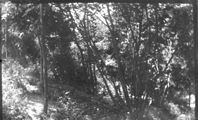 Bosc