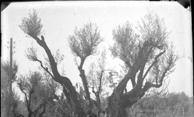 Olivera (camí turó d'en Boscà)