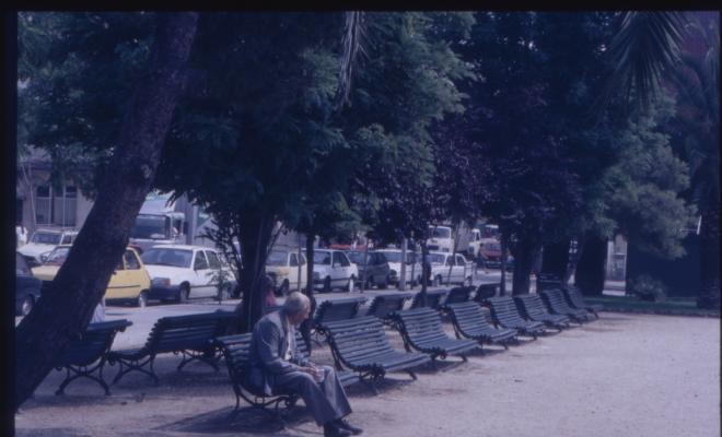 Arbres a la ciutat