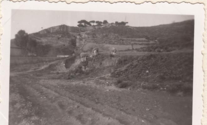 Canyet. Pedrera (carena del turó d'en Boscà)