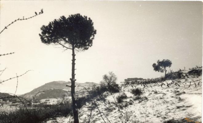 Nevada. Pomar
