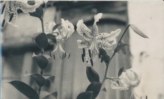 Botànica. Flors