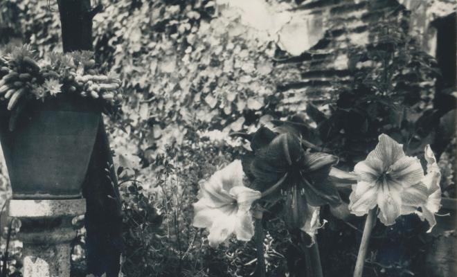 Botànica. Flors