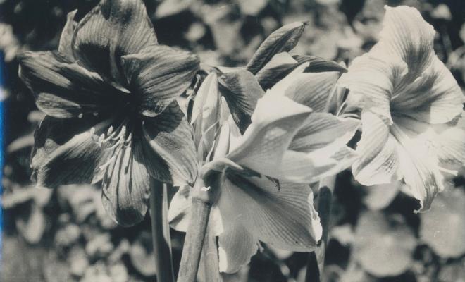 Botànica. Flors