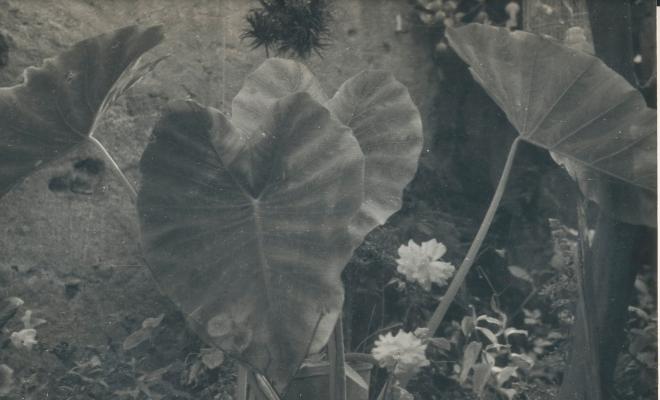 Botànica. Flors