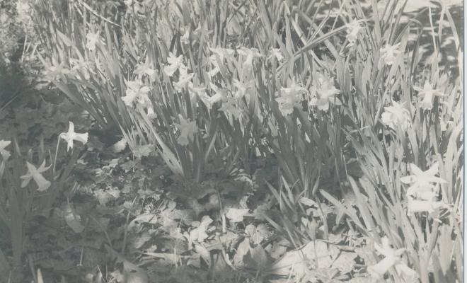 Botànica. Flors