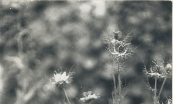 Botànica. Flors