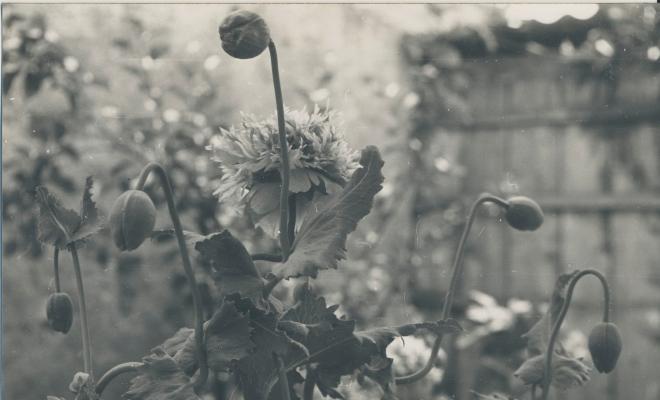 Botànica. Flors
