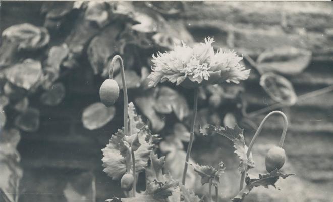 Botànica. Flors