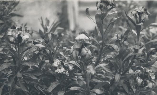 Botànica. Flors