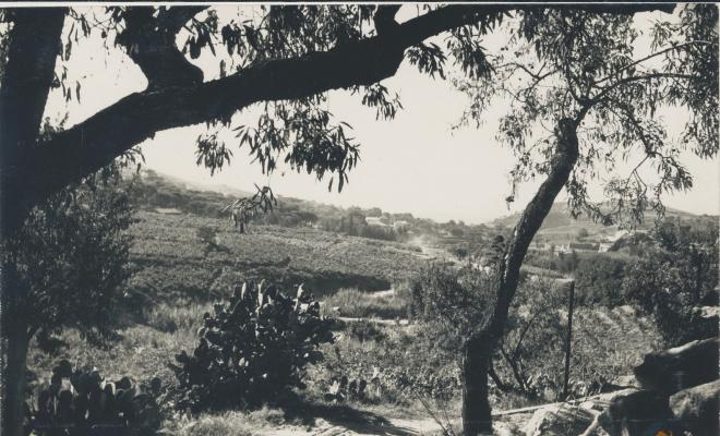 Paisatge. Vinyes