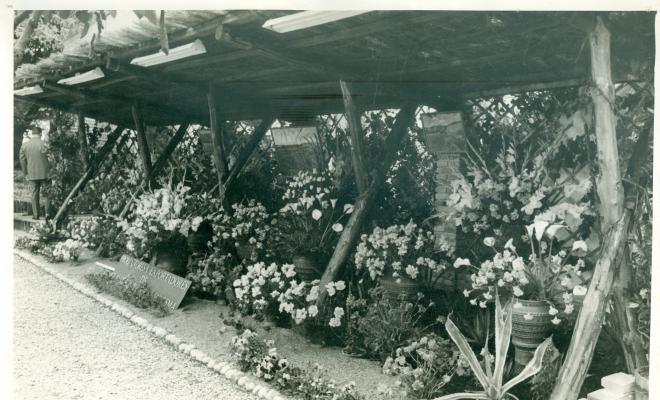 Exposició de flor i planta en una fira al Pla de Can Monjo