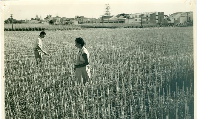 Cap de clavellines