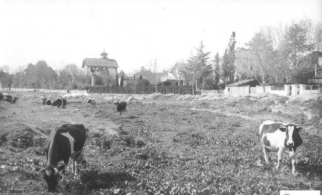 Riu Sec. Passeig Acàcies i passeig del pont. Vaques pasturant.