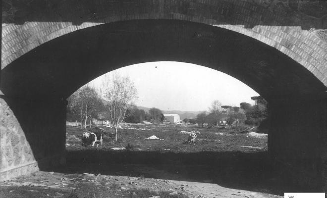 Riu sec. Vaques pasturant. Passeig acàcies. Pont.