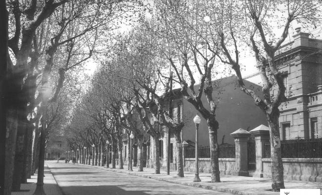 Av. Catalunya. Plataners
