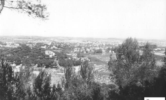 Vinyes vistes des de Collserola.