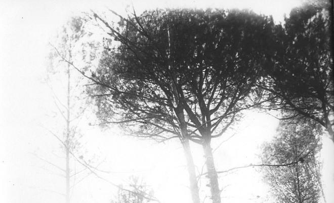 Can Catà. Pinetons.