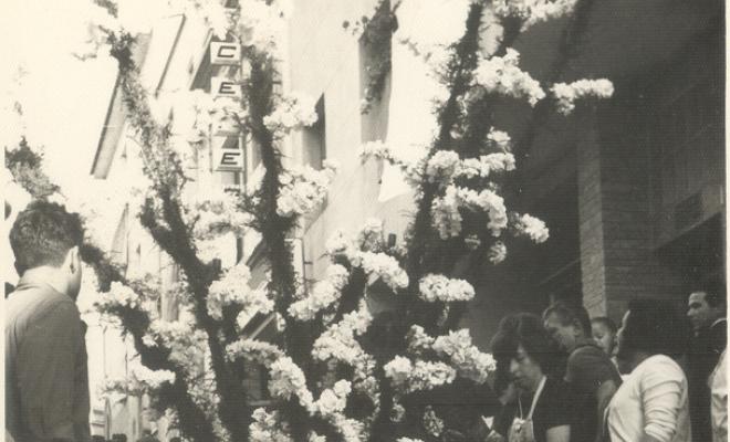 Catifes de flors. Troncs drets