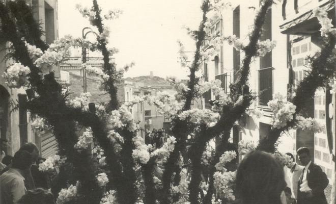 Catifes de flors. Troncs drets