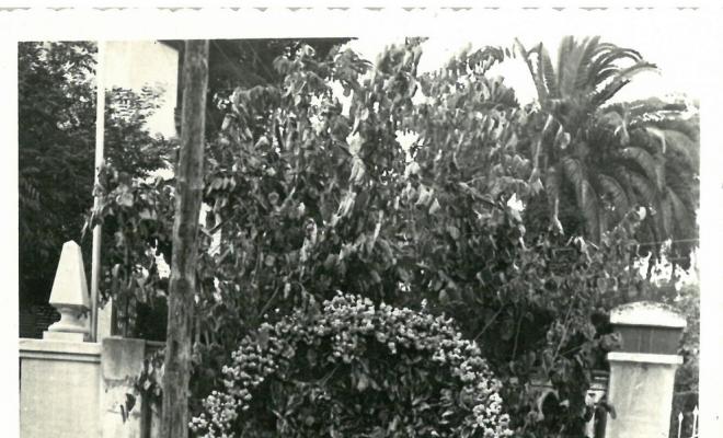 Catifes de flors.