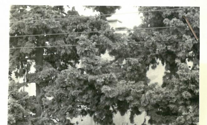 Reportatge fotogràfic del Cadastre d'Urbana del 1973
