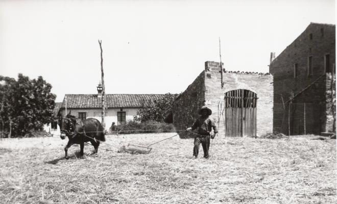 Treballant el blat a l'era de cal Didot