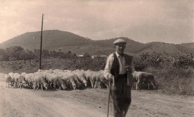 Un pastor amb les seves ovelles