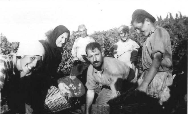 Verema amb en Miquel Blanchar a la vinya de cal Didot