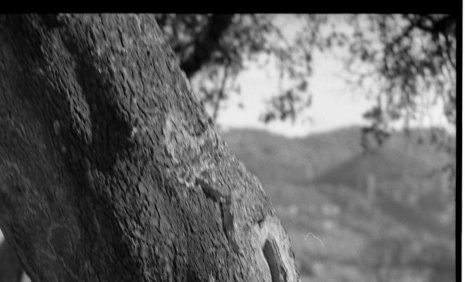 Bosc de les Alzines Sureres