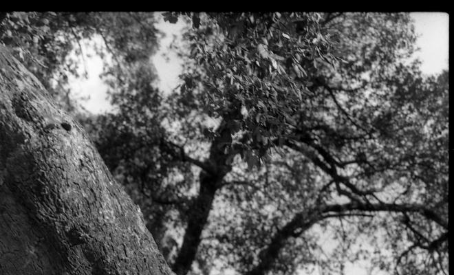 Bosc de les Alzines Sureres