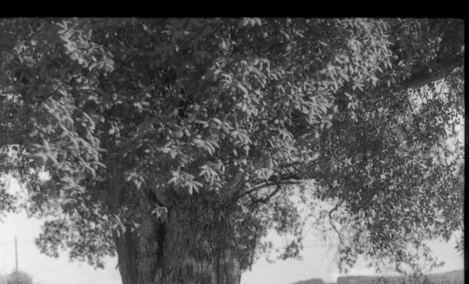 Bosc de les Alzines Sureres
