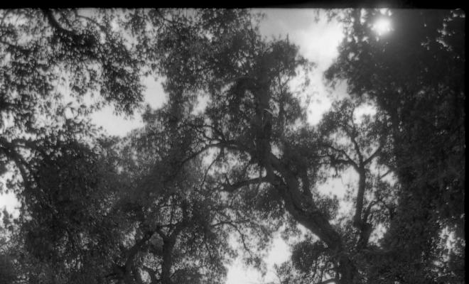 Bosc de les Alzines Sureres