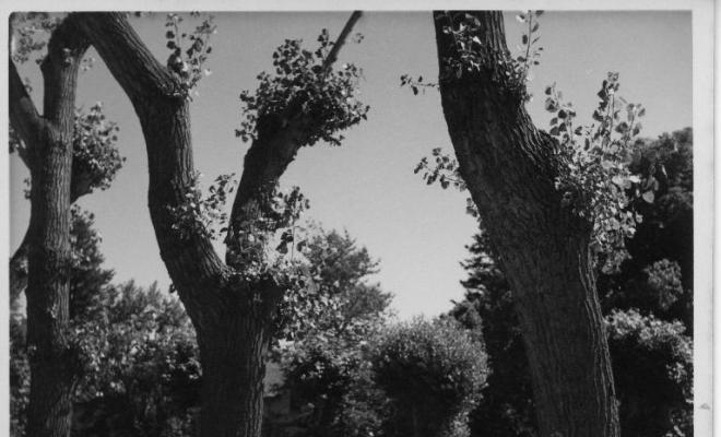 Arbres que envolten la carretera de Puigcerdà a la Guingueta d'Ix