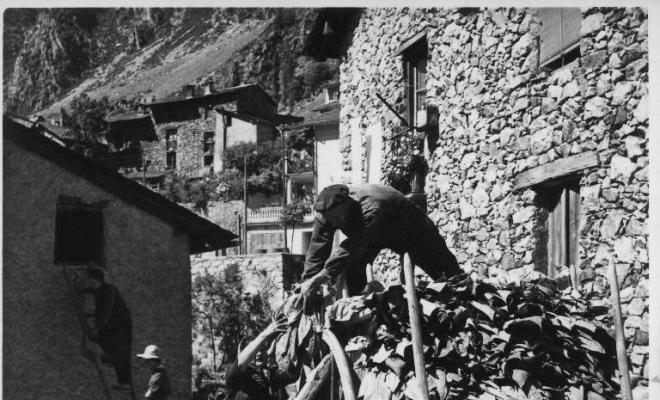 Treballs de càrrega de fulles de tabac a un carro a Andorra la Vella