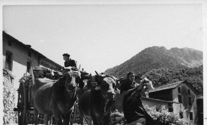 Carro tirat per bous carregat de fulles de tabac a Andorra la Vella