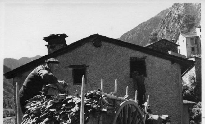 Home carregant fulles de tabac en un carro tirat per bous a Andorra la Vella